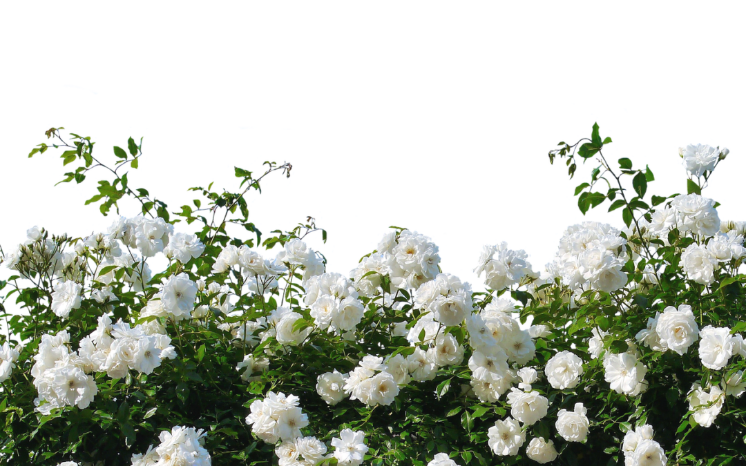 Jacob i Wilhelm Grimm - "Białośnieżka i Różanka" - czytanki.pl