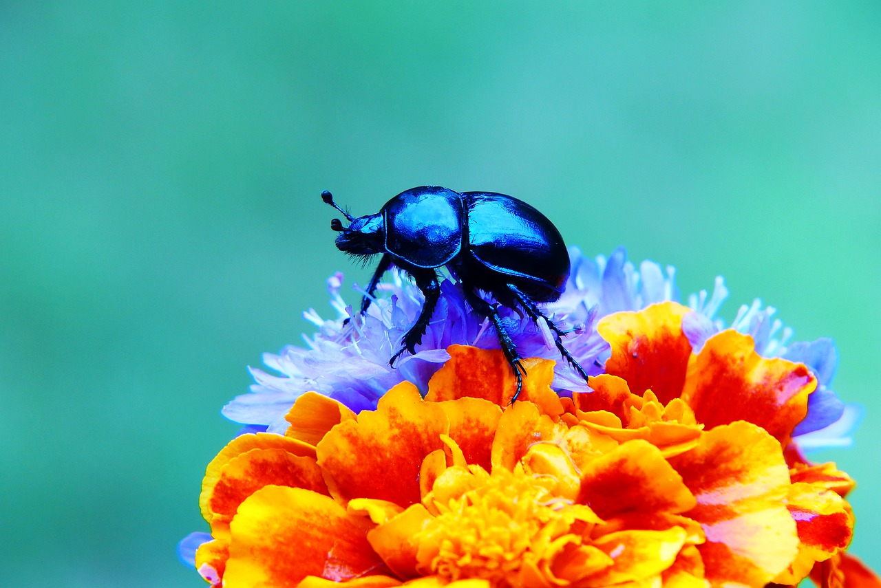 Jan Brzechwa - Żuk - czytanki.pl