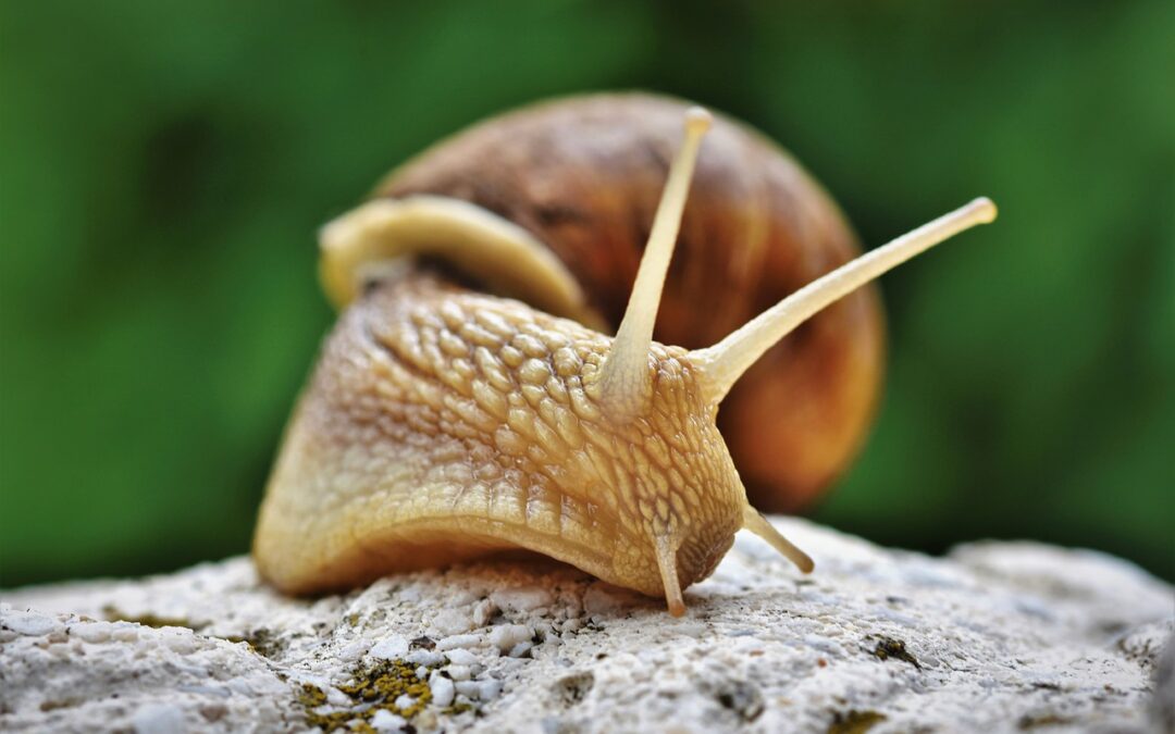Ślimak