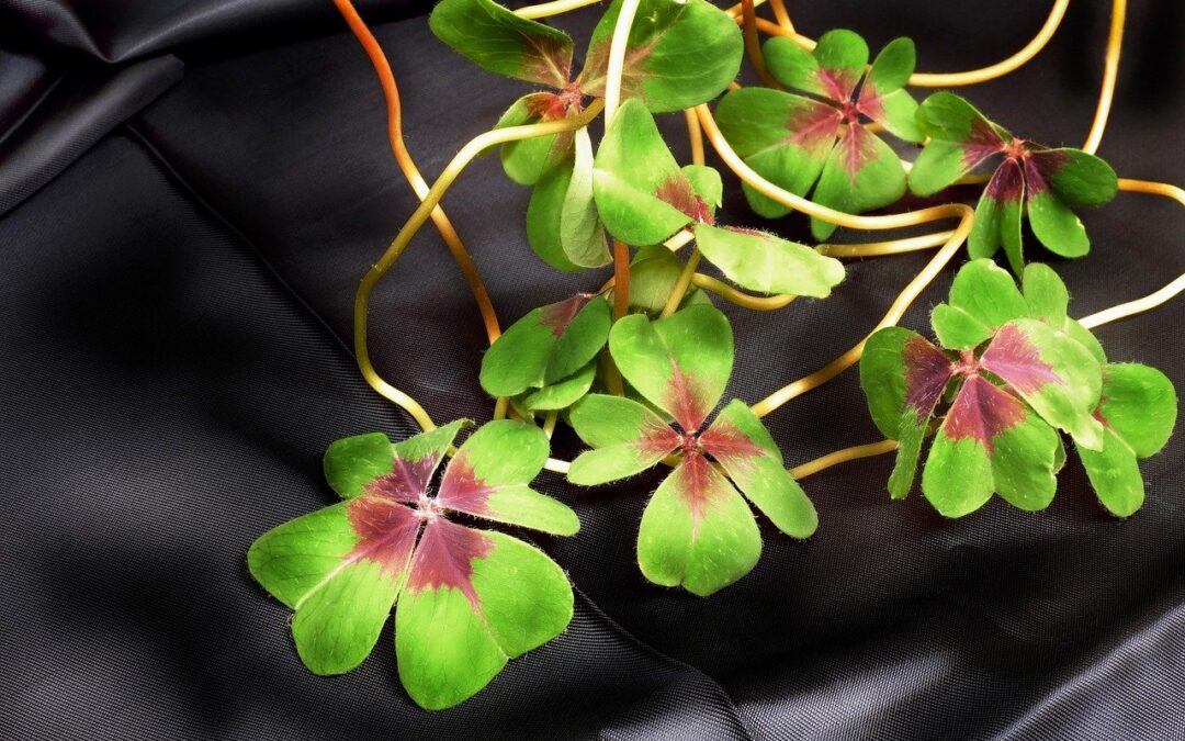 Cytaty o szczęściu cz. 8