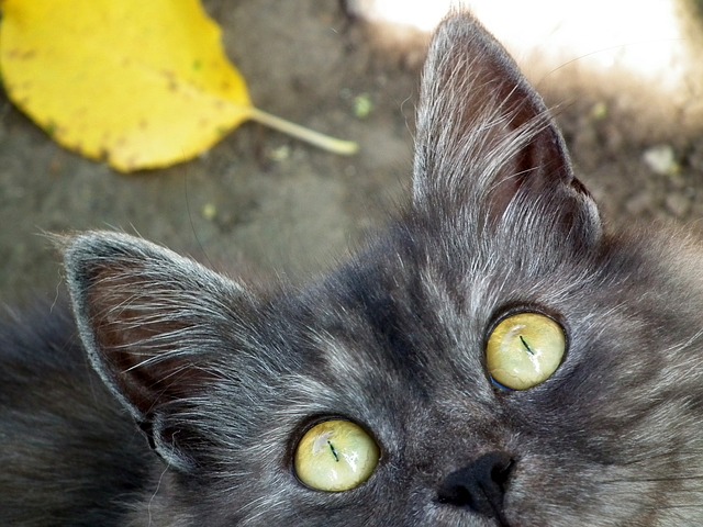 Szkolne Przygody Pimpusia Sadełko