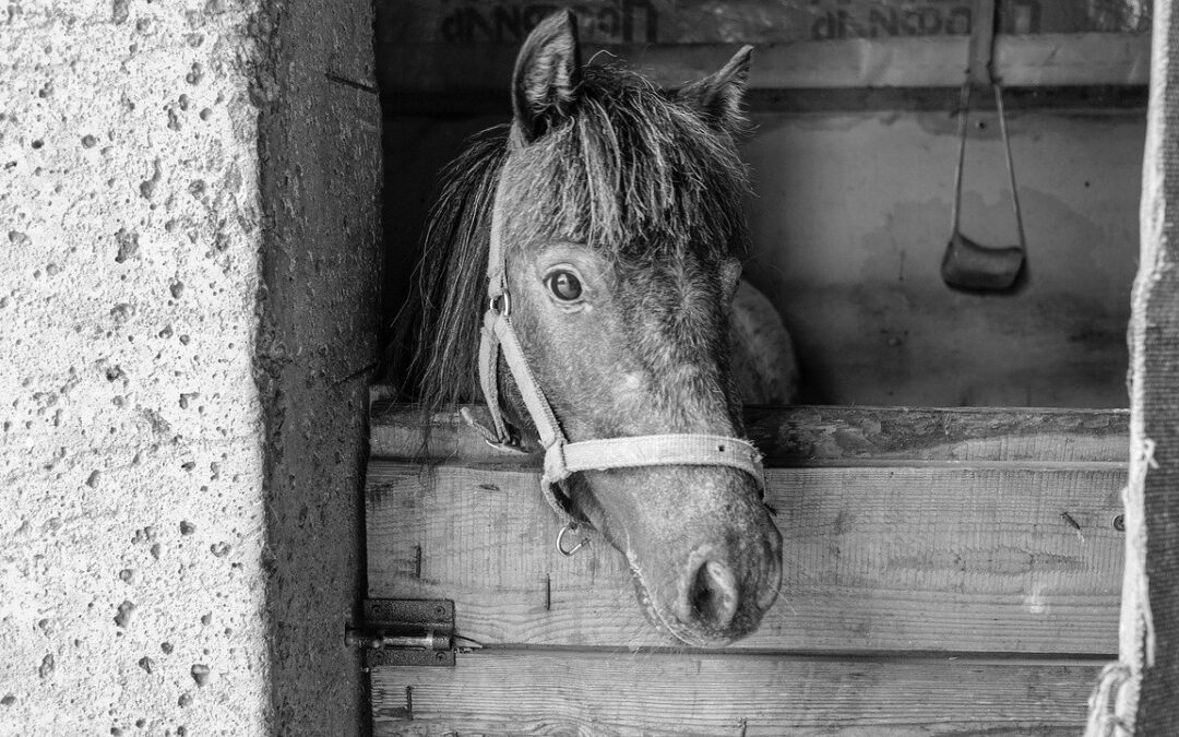 Do Jaśnie Wielmożnego Jegomości Pana Koniuszego Koronnego