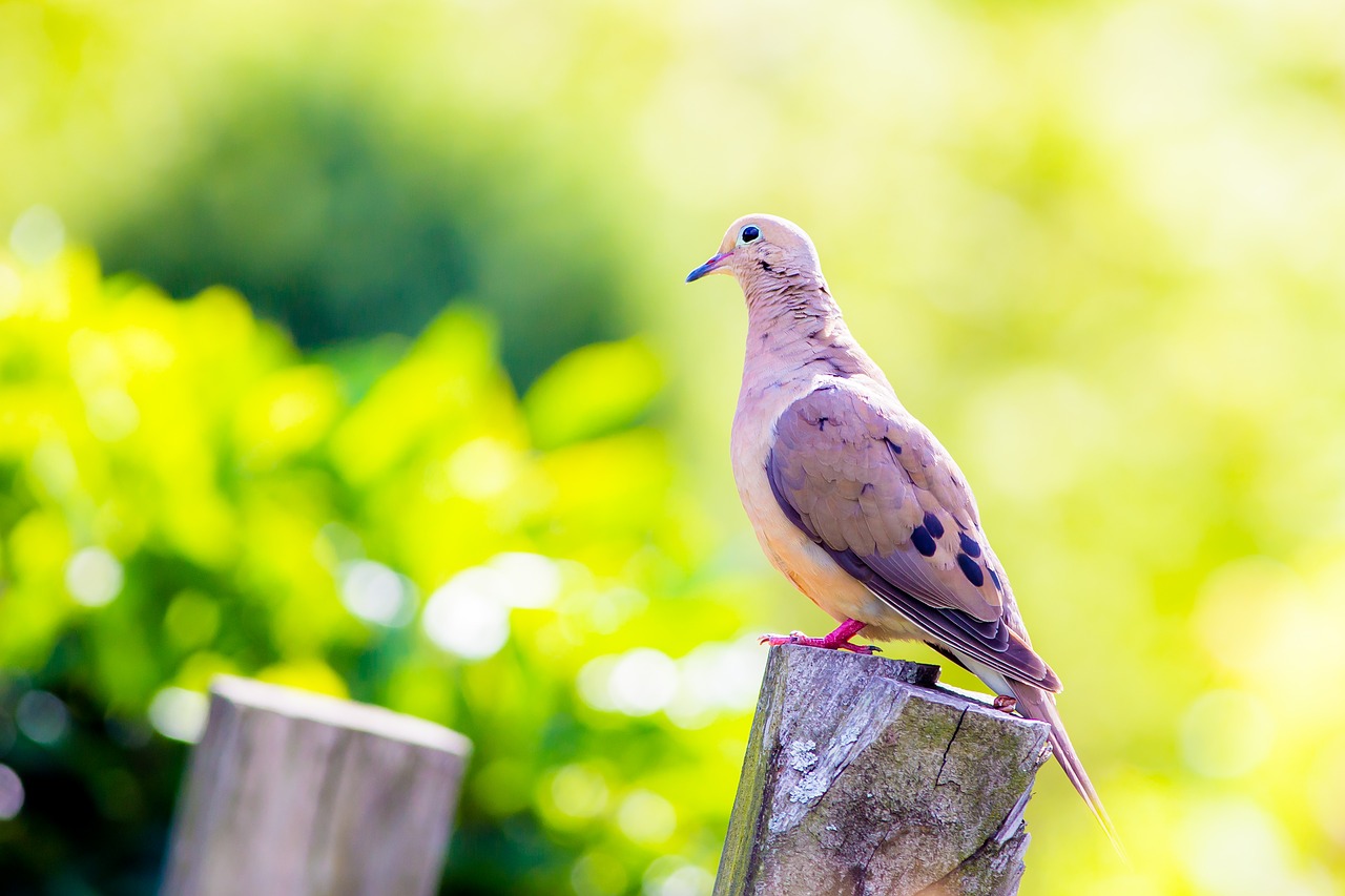 Anakreont - "Do gołębicy" - czytanki.pl