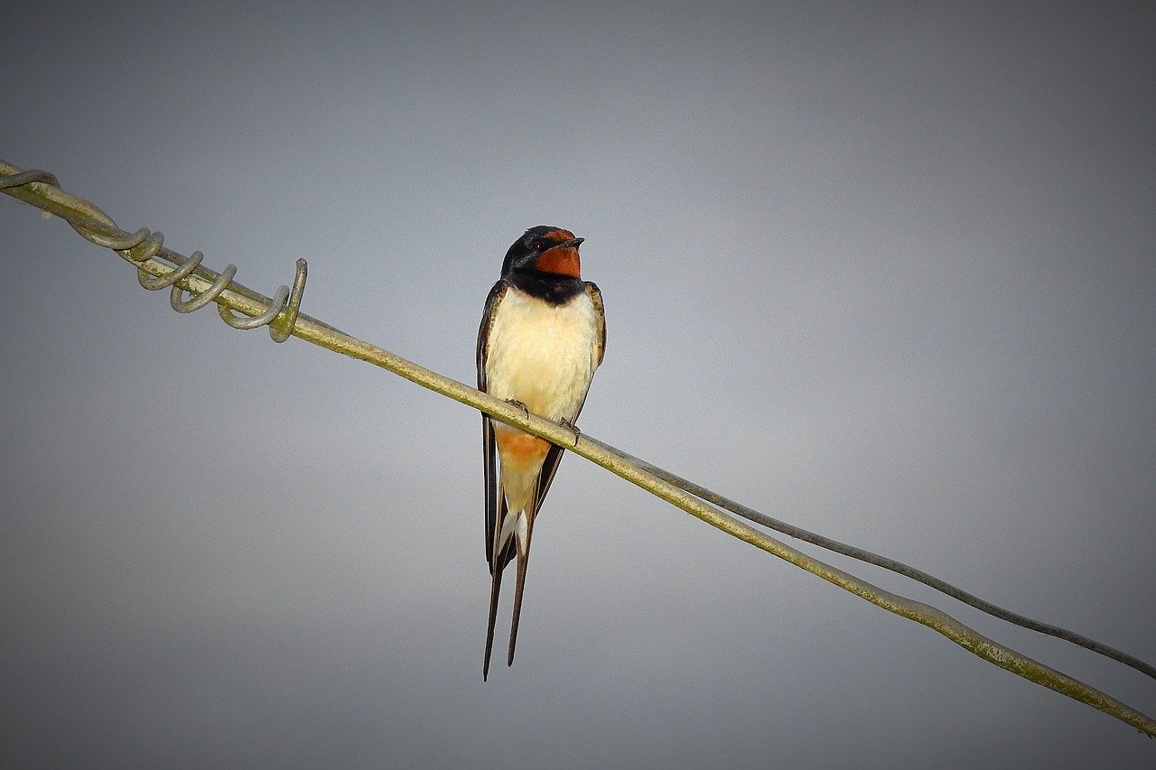 Anakreont - "Do jaskółki" - czytanki.pl