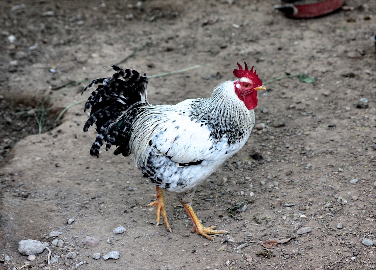 La Fontaine - "KOGUT I PERŁA" - czytanki.pl