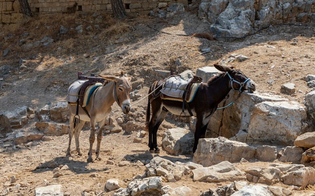 CZŁOWIEK I DWA OSŁY