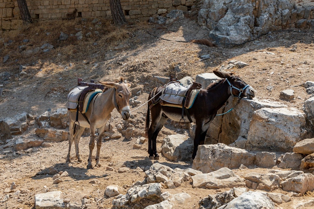 La Fontaine - "CZŁOWIEK I DWA OSŁY" - czytanki.pl