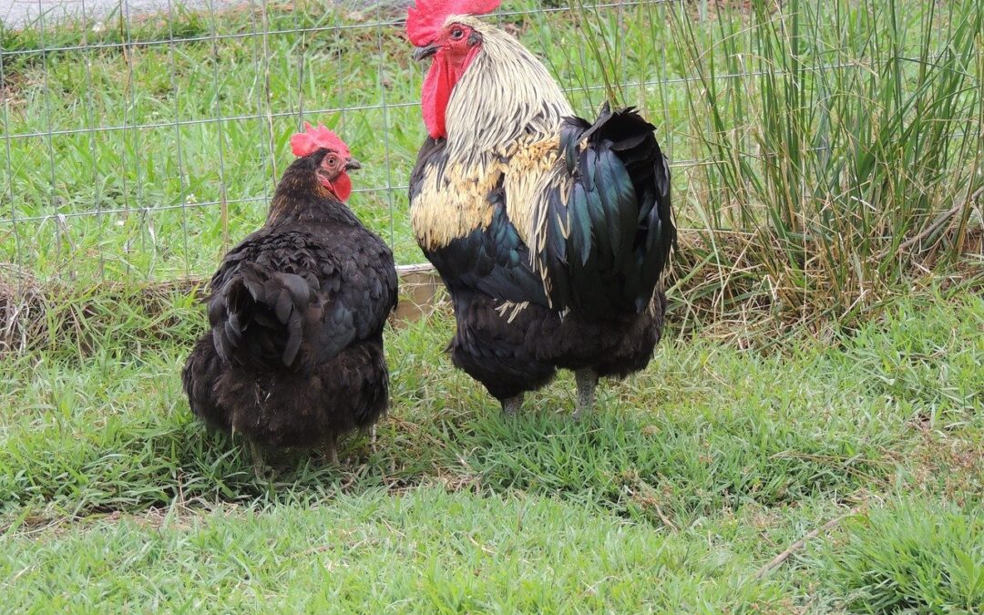 Bajka o kurce i kogutku