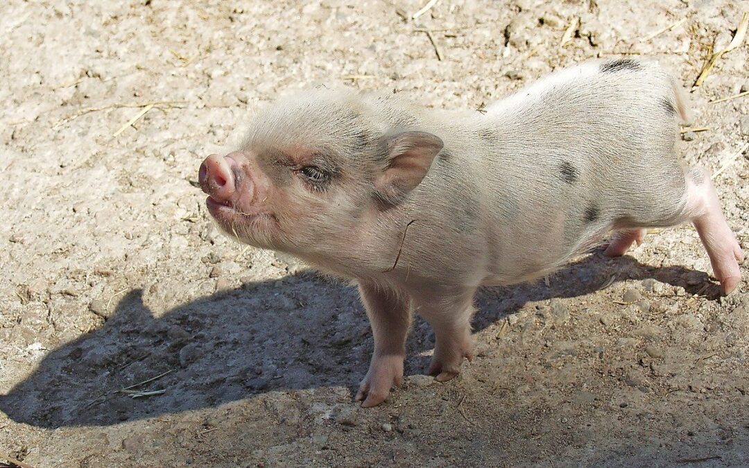 Świniopas – H. Ch. Andersen